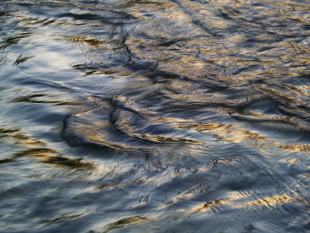 a bird is swimming in the water near the shore