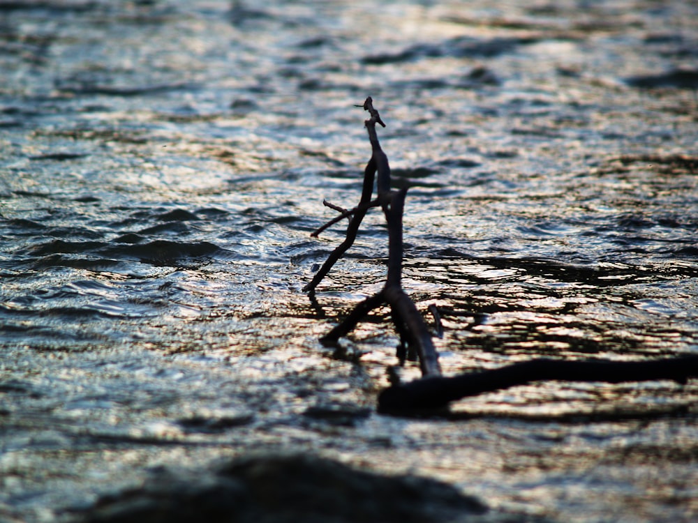 a branch sticking out of a body of water