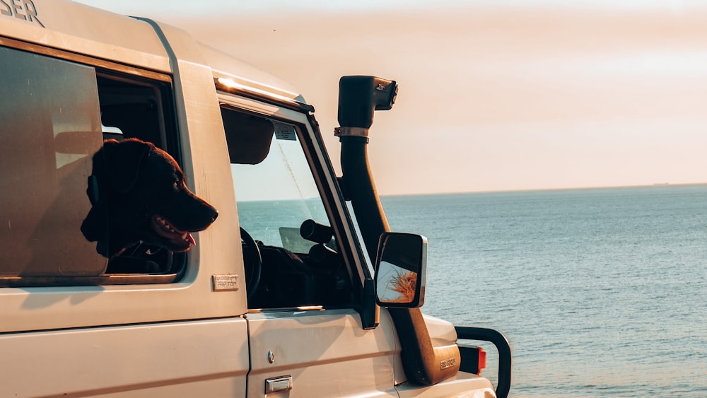 a dog sticking its head out the window of a vehicle