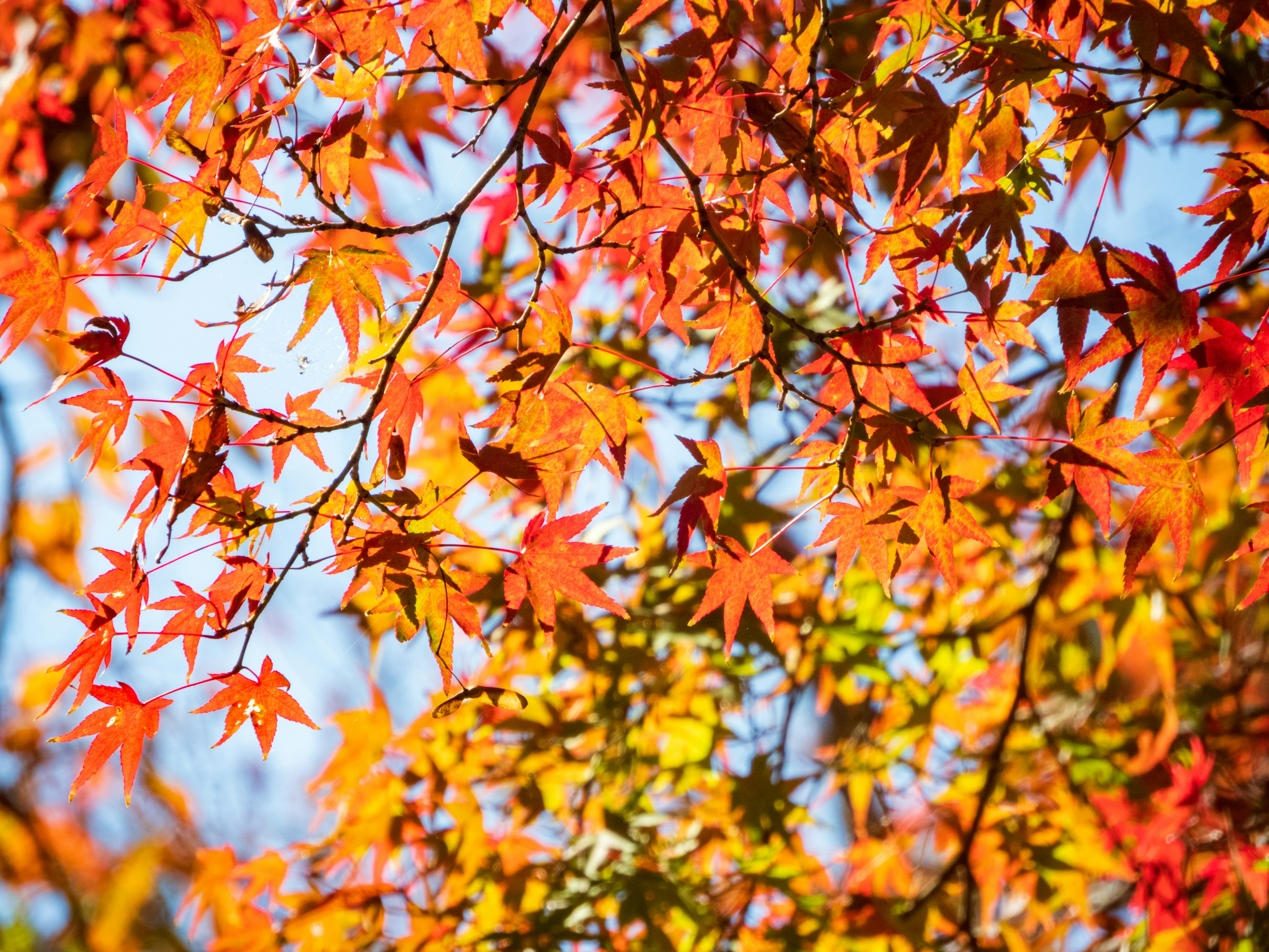 Photo by heppoko_yama