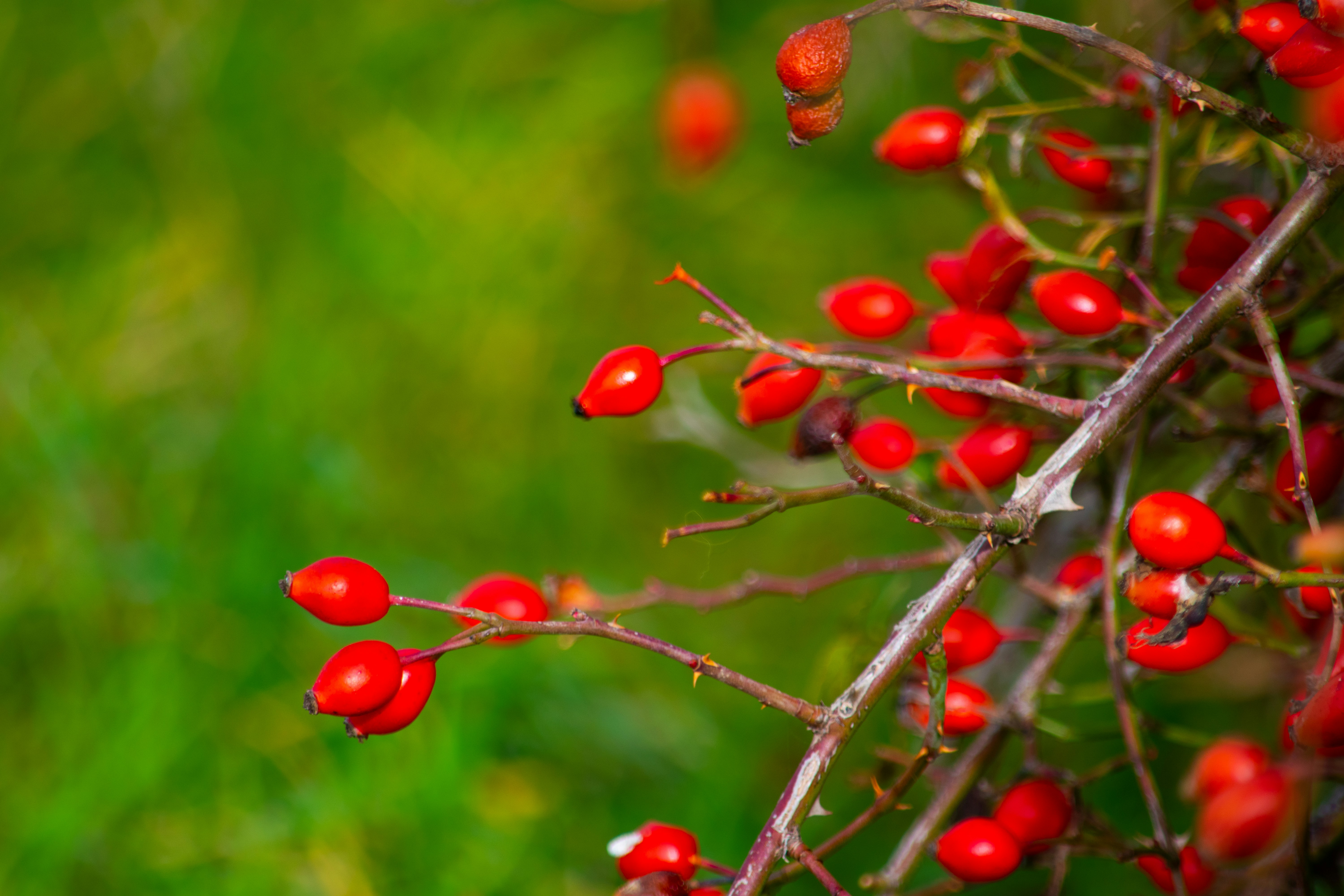 Photo by olgabrajnovic