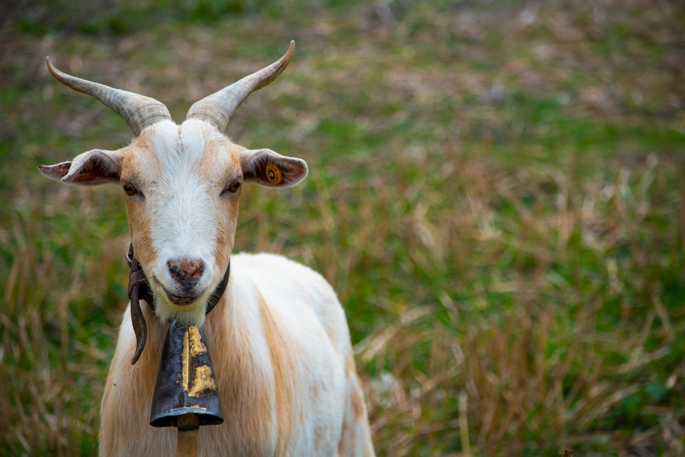 a goat with horns and a bell around its neck