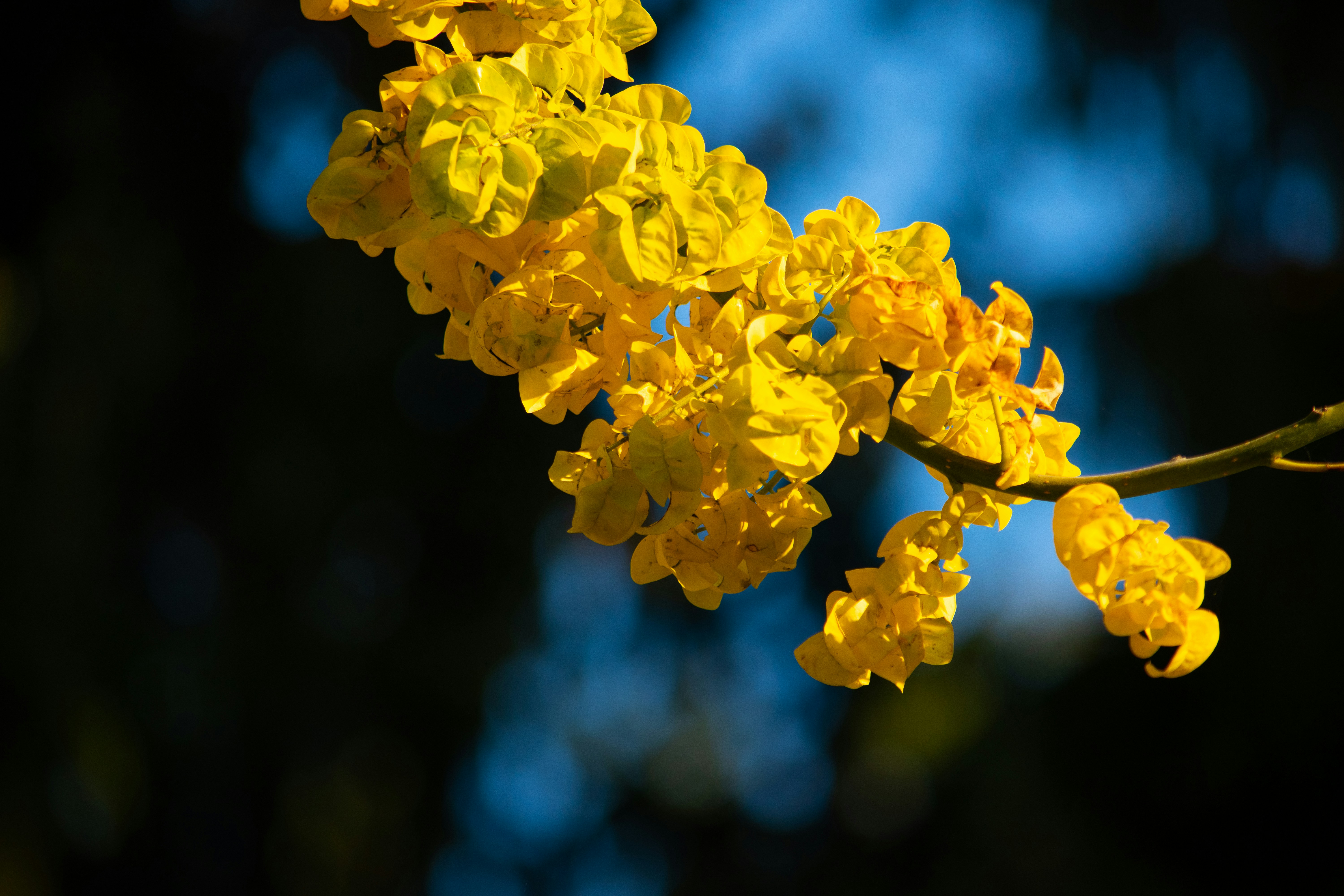 Photo by olgabrajnovic