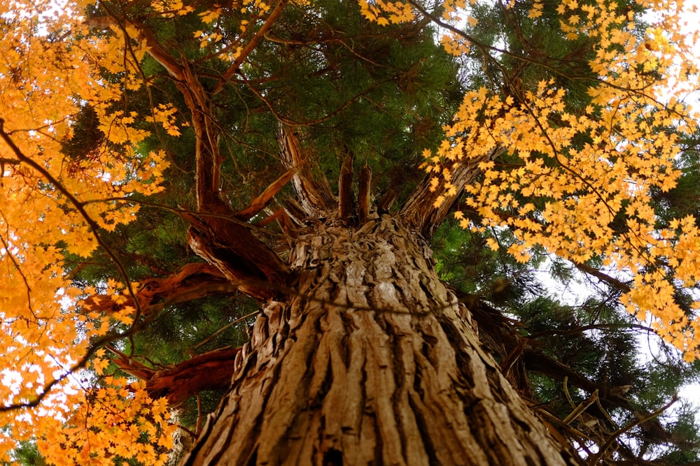 ein hoher Baum mit vielen gelben Blättern