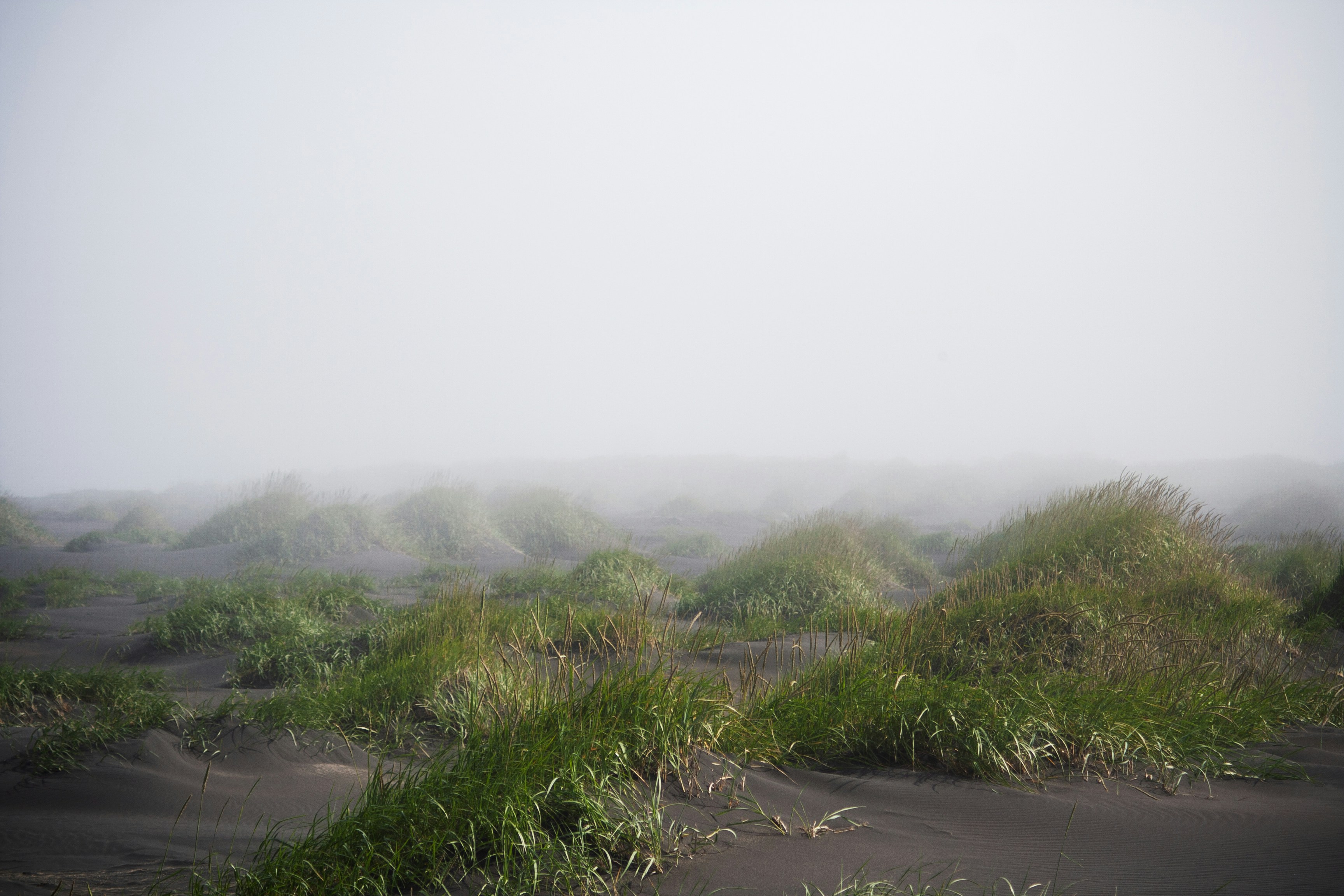 a foggy field with grass and bushes in the foreground