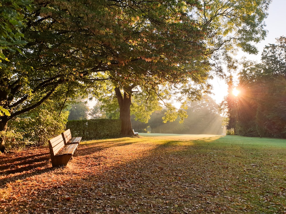 나뭇잎으로 덮인 공원 한가운데에 앉아 있는 공원 벤치