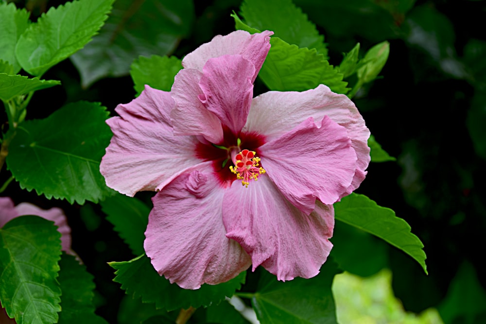 a pink flower with green leaves around it