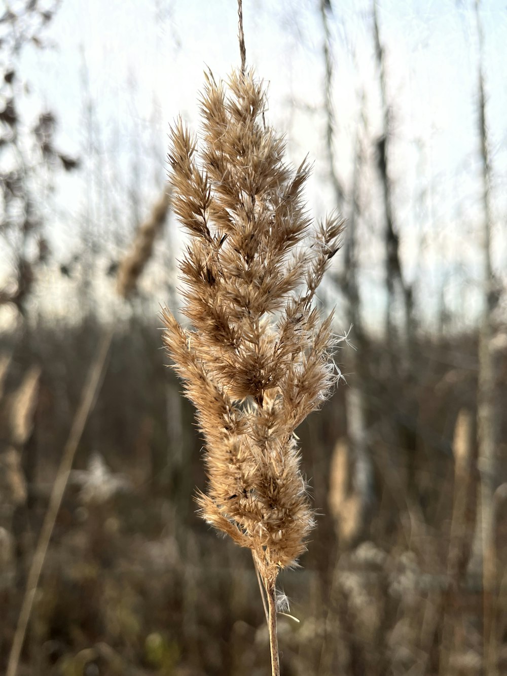 a dried plant in a field with trees in the background