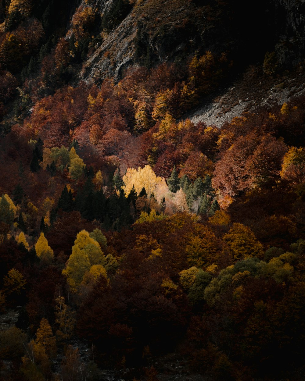 a forest filled with lots of trees next to a mountain