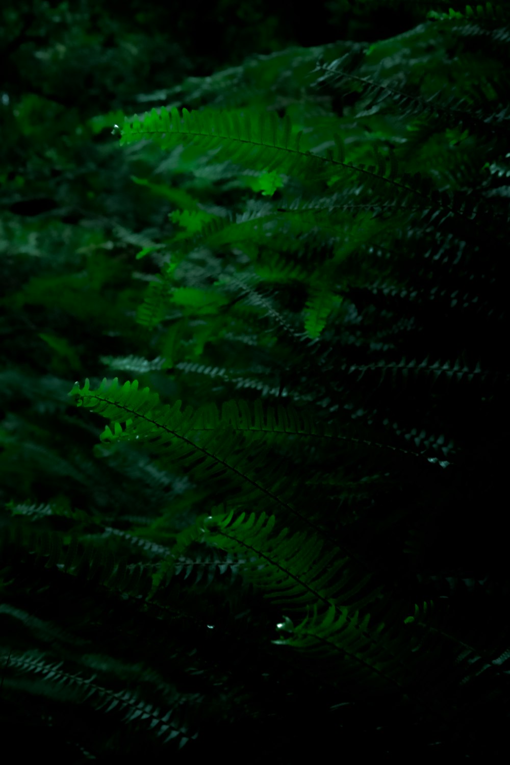 a blurry photo of green leaves in the dark