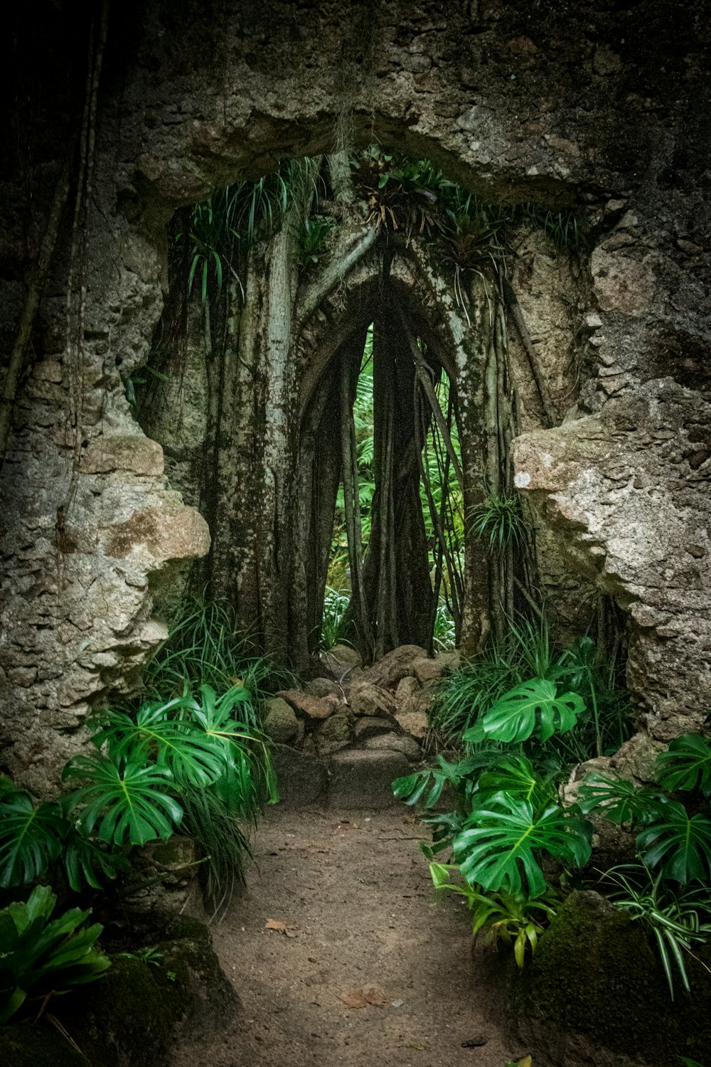 a stone tunnel with trees growing out of it