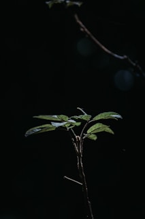 a small plant with green leaves in the dark