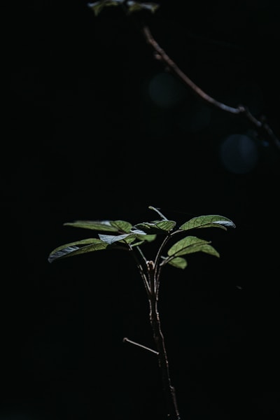 a small plant with green leaves in the dark