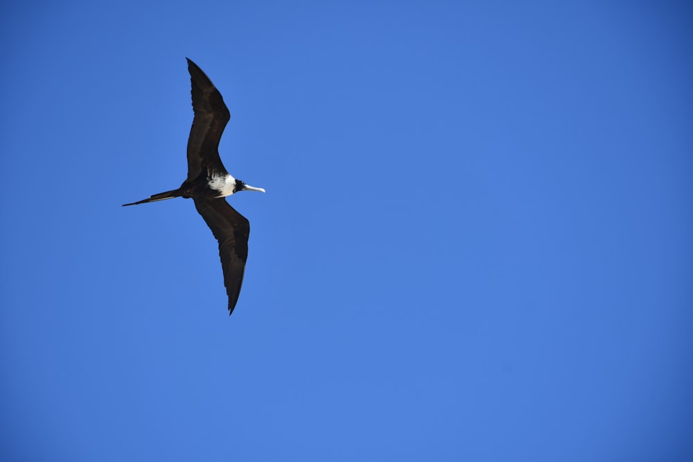 um pássaro grande voando através de um céu azul