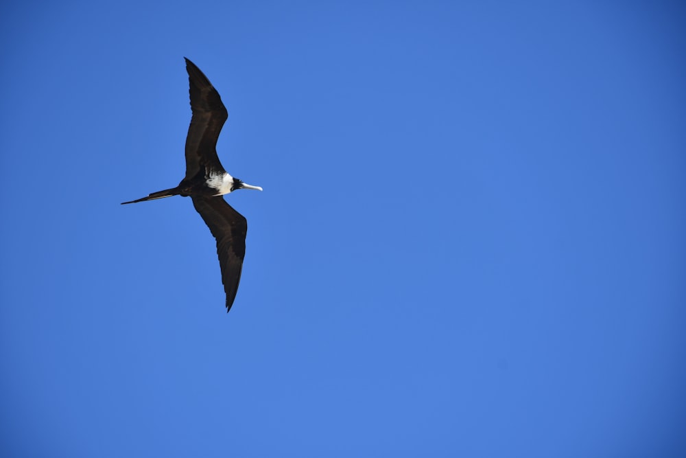 a large bird flying through a blue sky