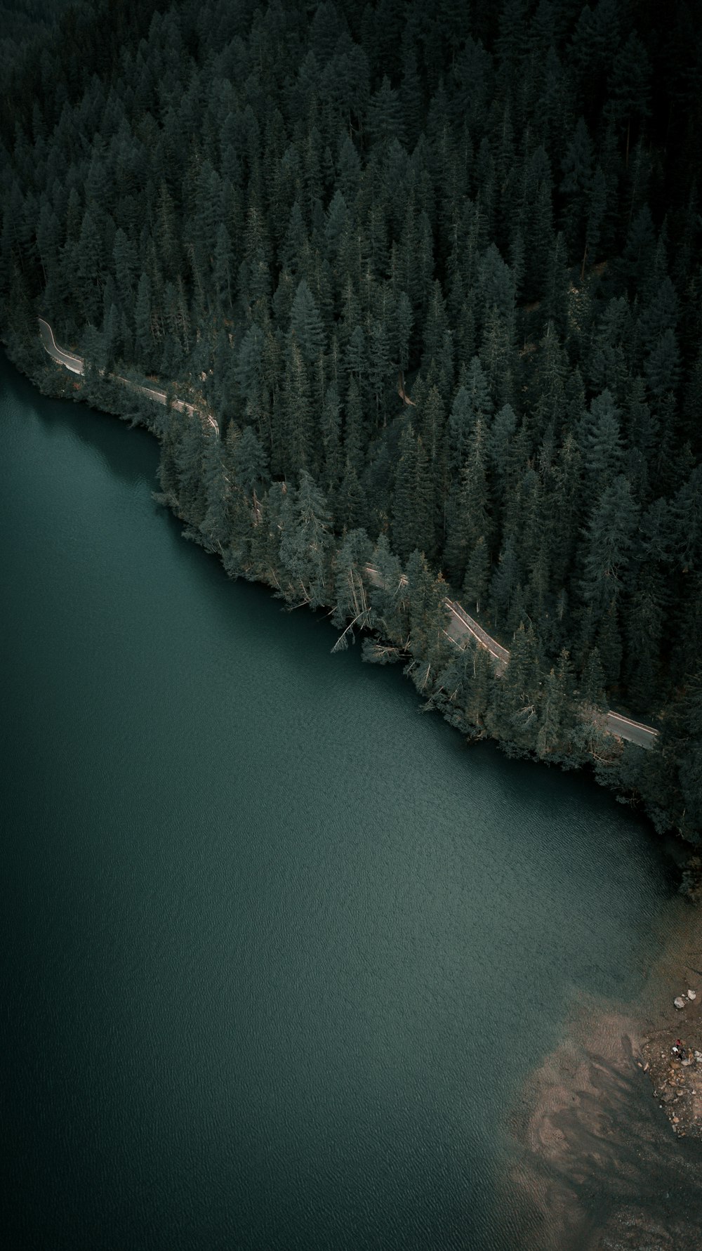 a large body of water surrounded by a forest