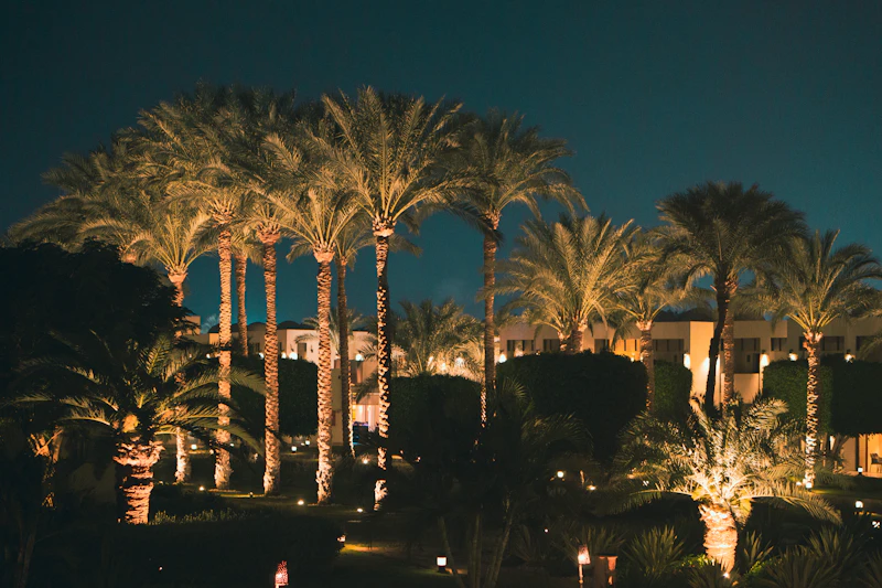 Palm trees illuminated at night