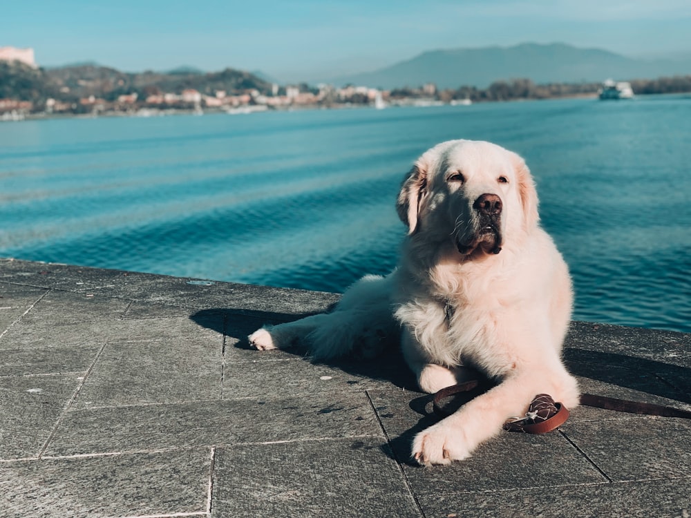 a large white dog laying on top of a sidewalk next to a body of water