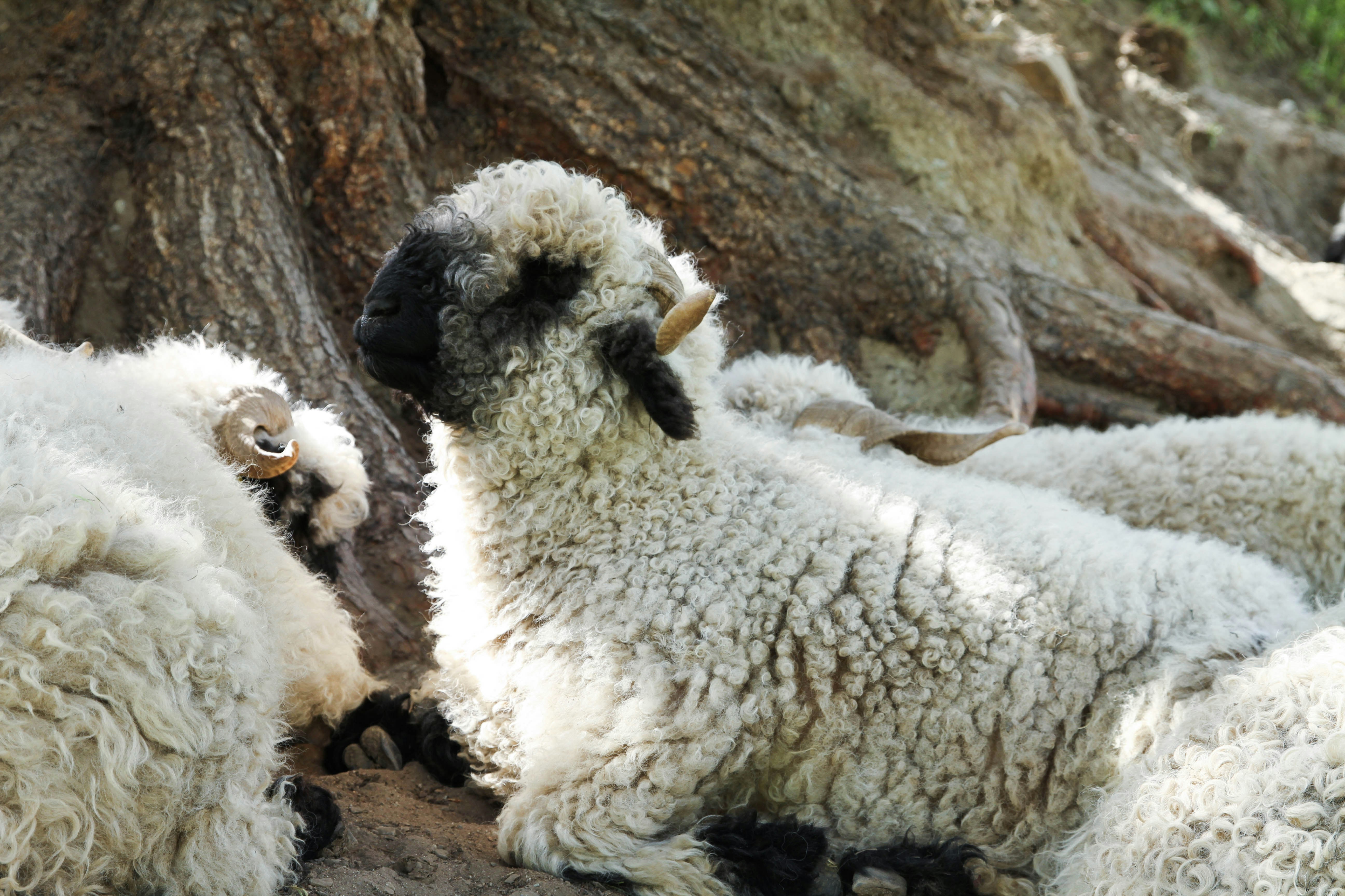 Miniature Valais Blacknose Sheep - a herd of sheep laying next to a tree