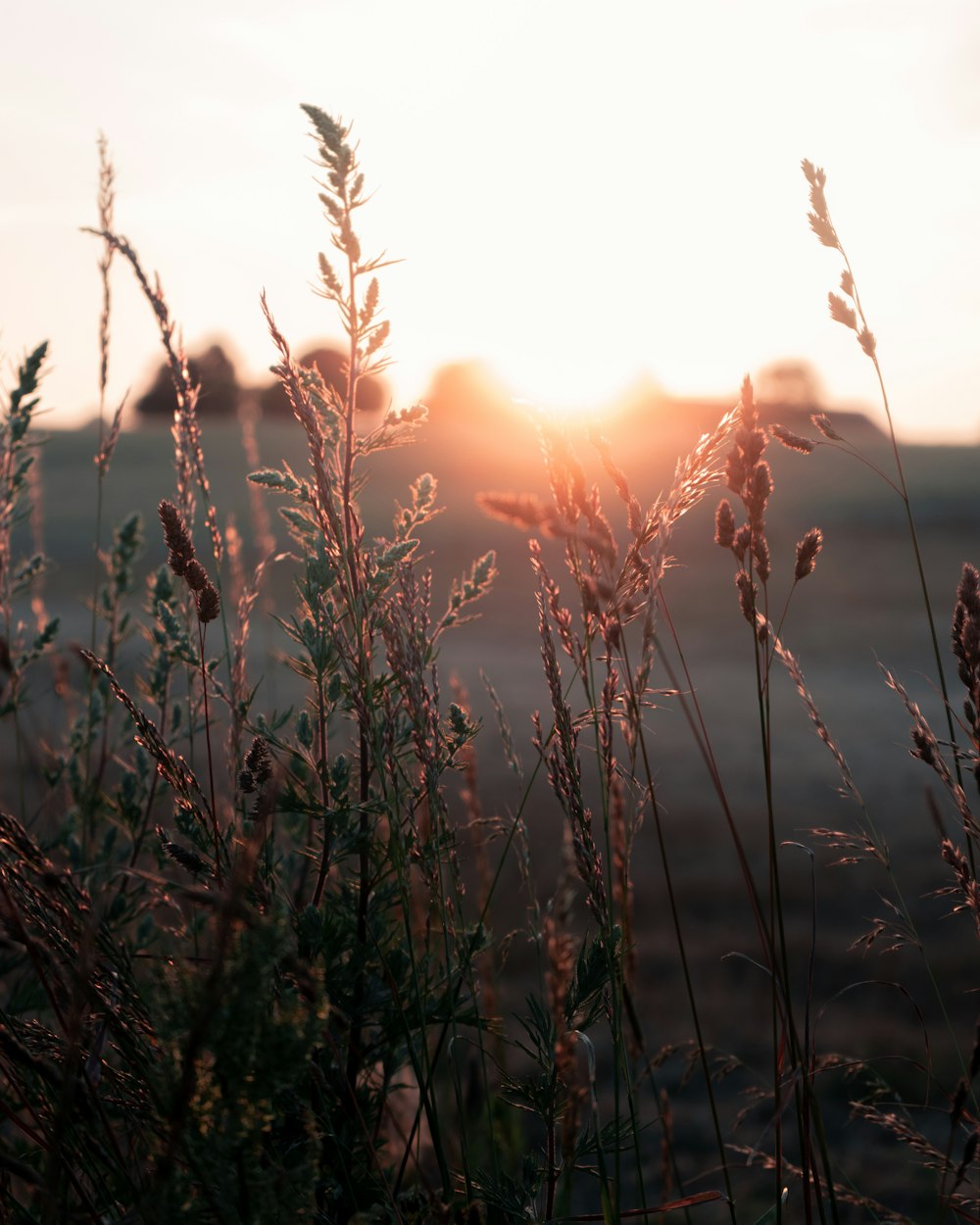 a field of grass with the sun setting in the background