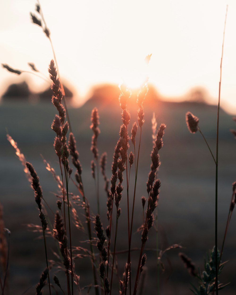 Nahaufnahme einer Pflanze mit der Sonne im Hintergrund