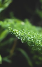 A close-up of a lush green fern with delicate, needle-like leaves. Small droplets of water are visible on the leaves, adding a fresh and dewy appearance. The background is softly blurred, emphasizing the vibrant greenery of the fern.