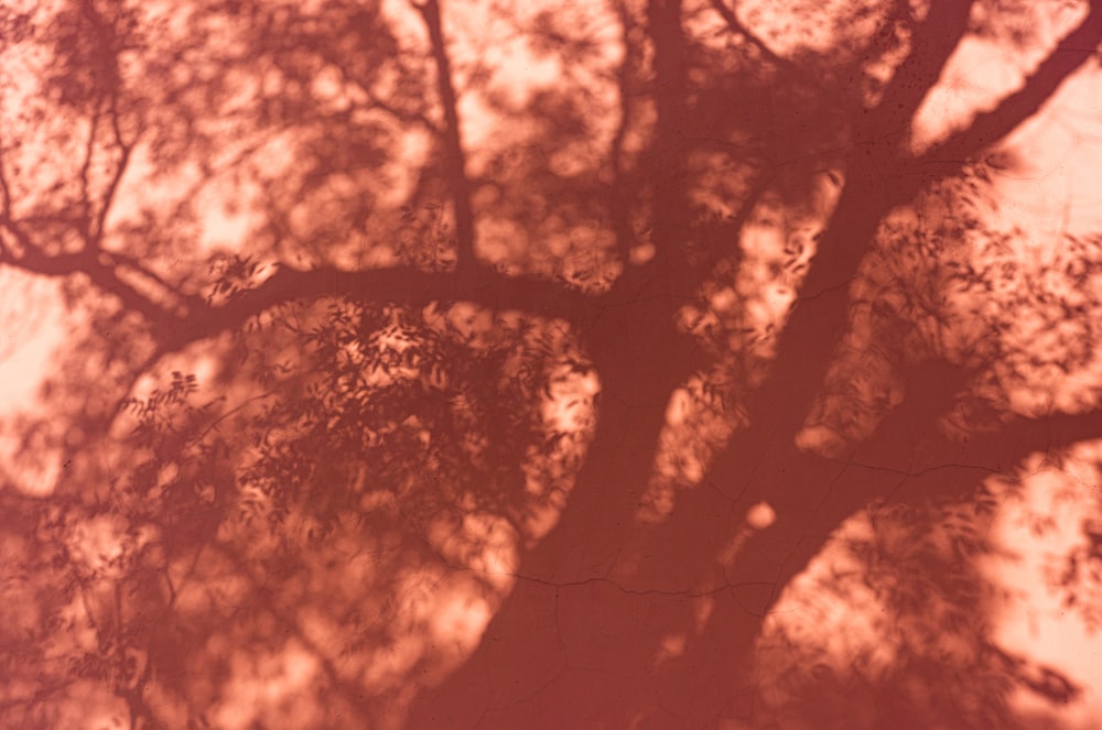 the shadow of a tree on a wall