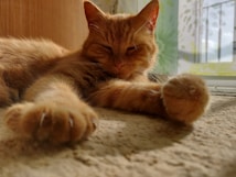 A ginger cat is lounging comfortably on a carpet in a sunlit area. The cat's eyes are partially closed, perhaps enjoying a nap or simply relaxing. Its front paws are stretched out towards the camera, with sunlight highlighting the fur. In the background, there is a window with curtains allowing some light to filter through.