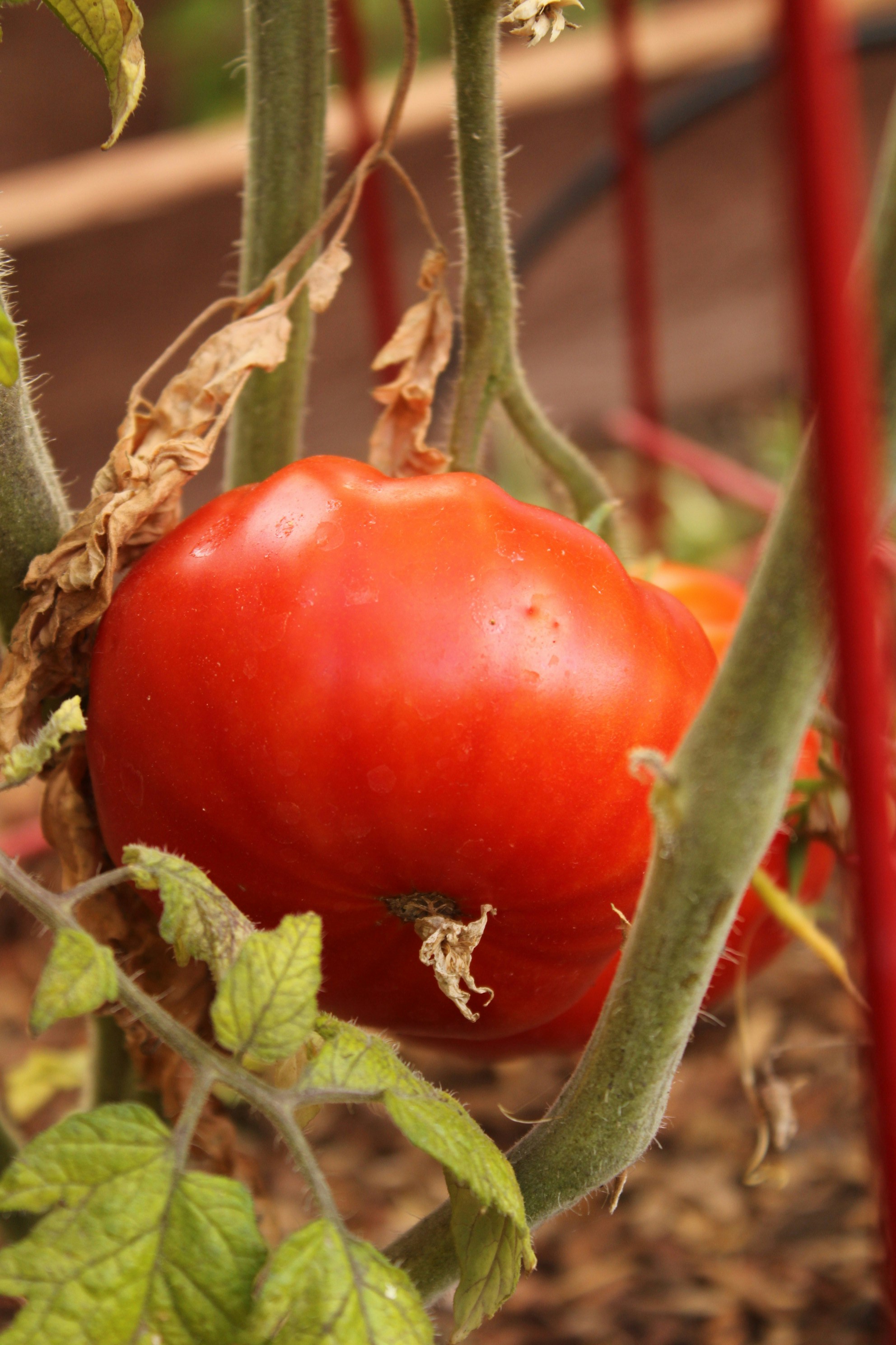 Os Benefícios do Tomate e Formas Saudáveis de Consumir