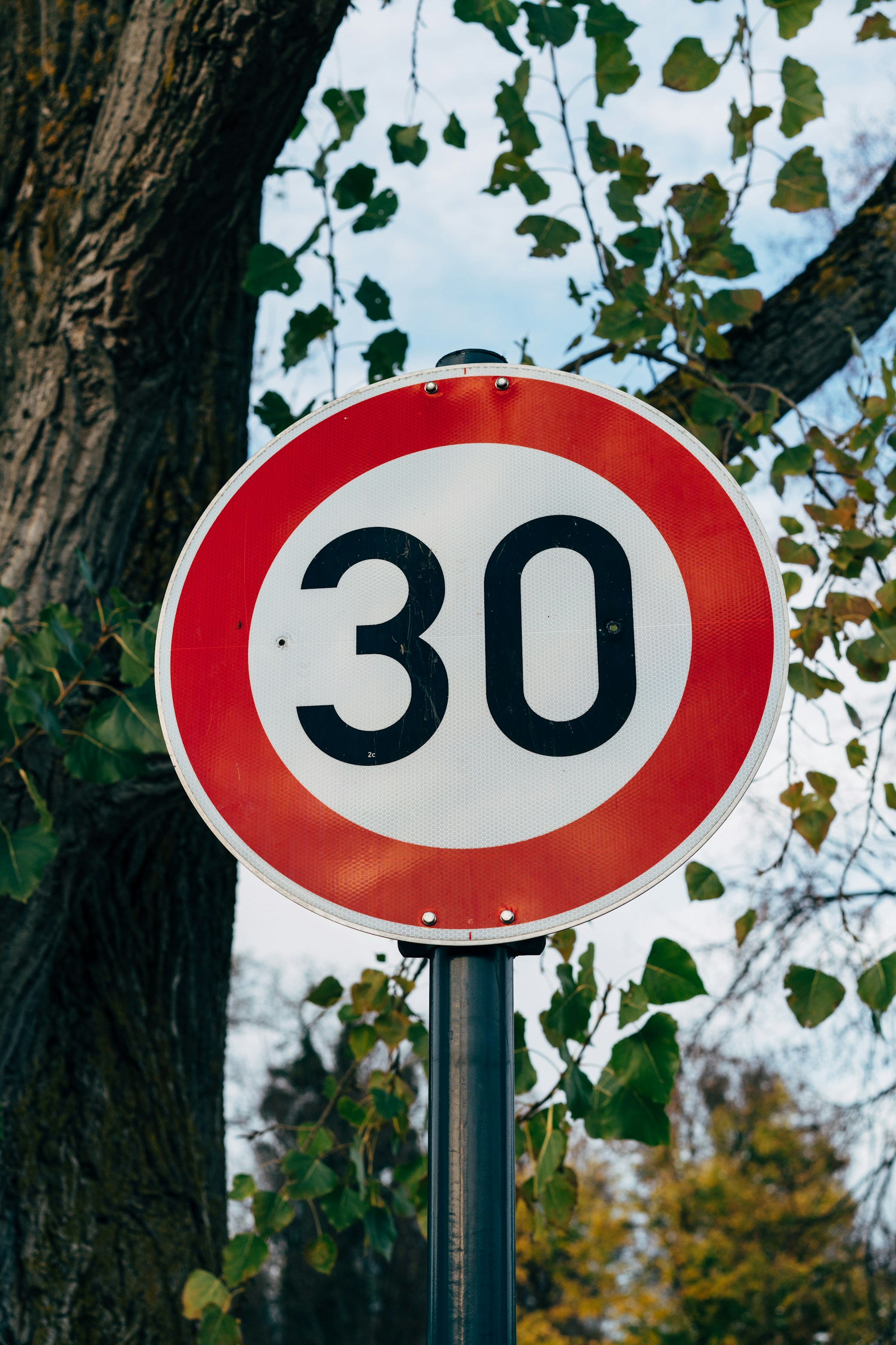 a close up of a speed limit sign near a tree