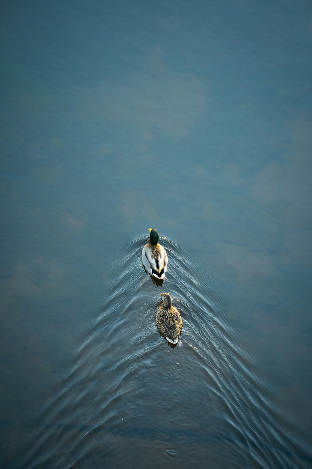 a couple of ducks floating on top of a lake