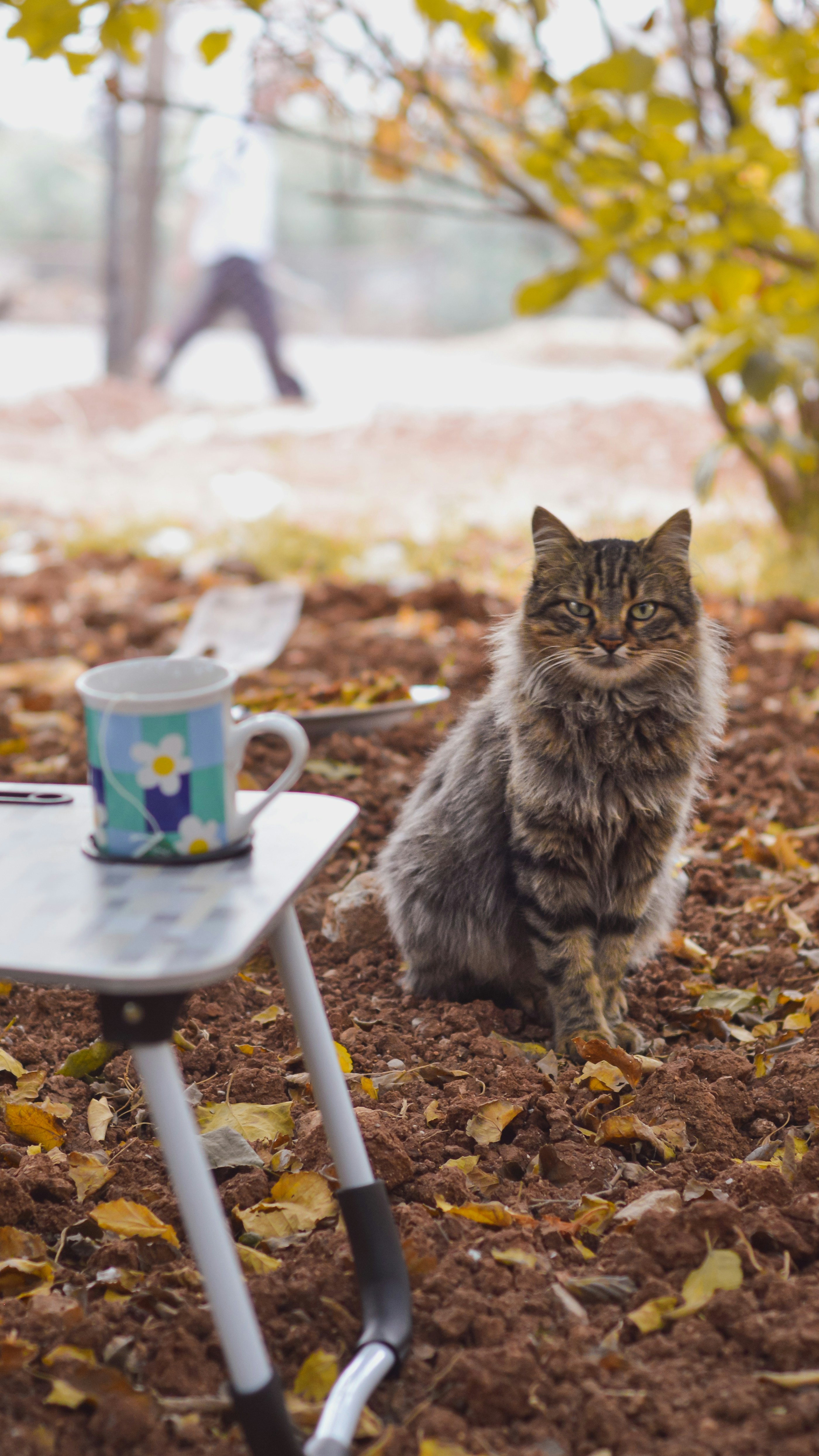 seekor kucing duduk di tanah di sebelah meja