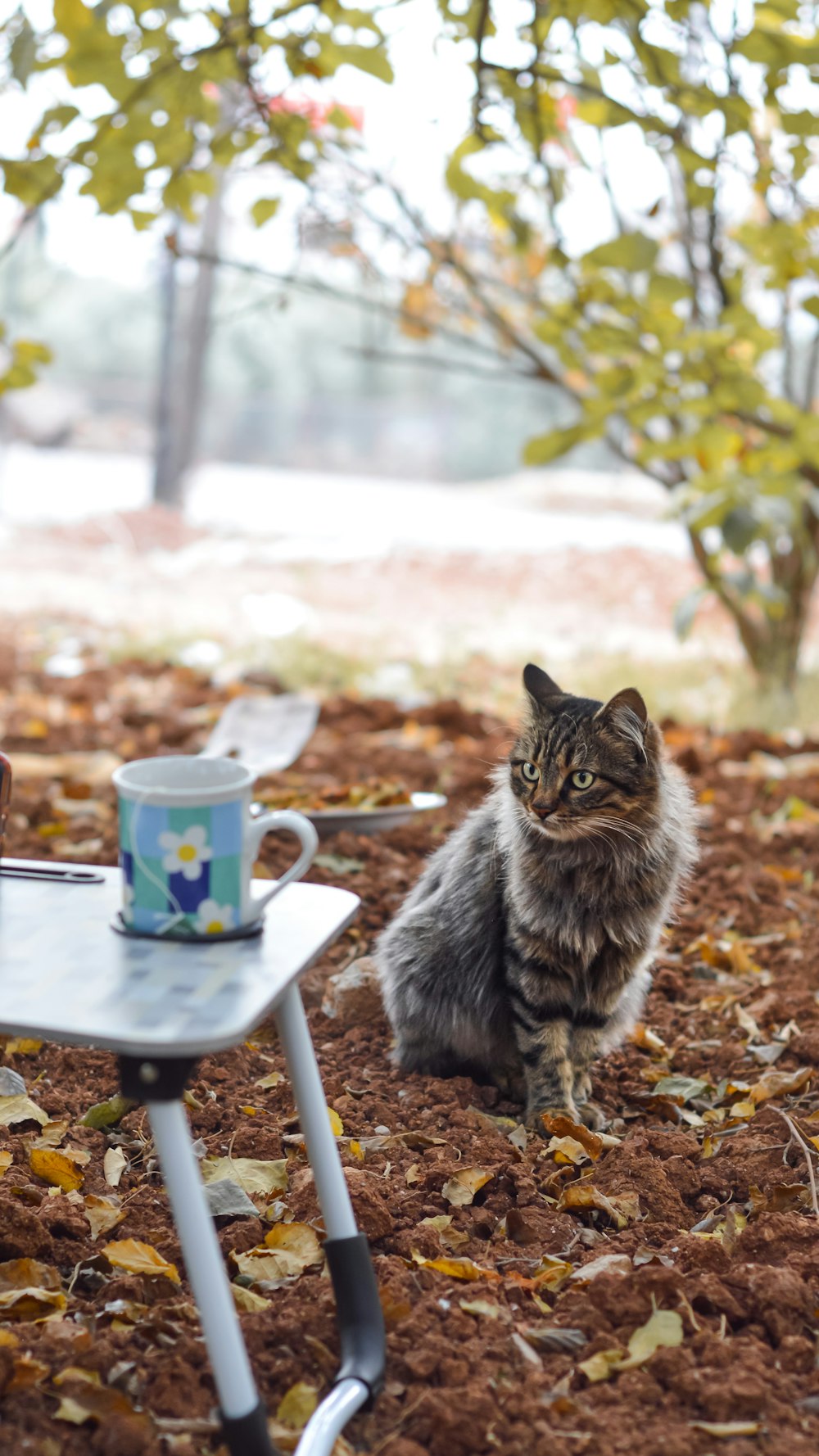 a cat sitting on the ground next to a table