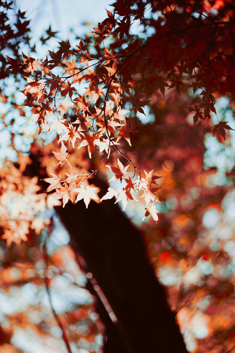 a close up of a tree with red leaves