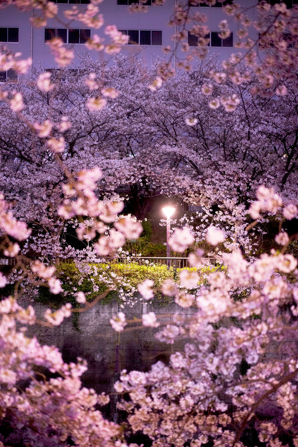 a tree filled with lots of pink flowers