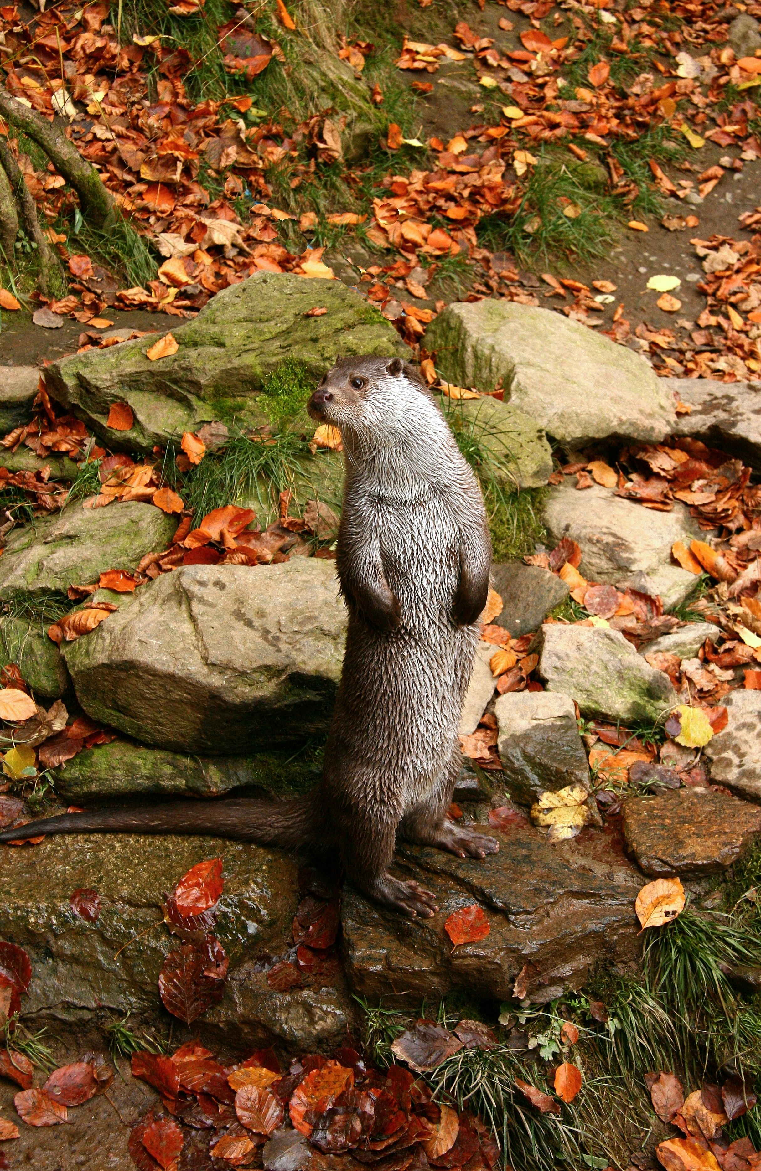 a small river otter standing on its hind legs. The ground is somewhat rocky, covered by fallen leaves.