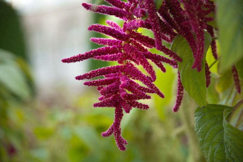 a close up of a pink flower with green leaves