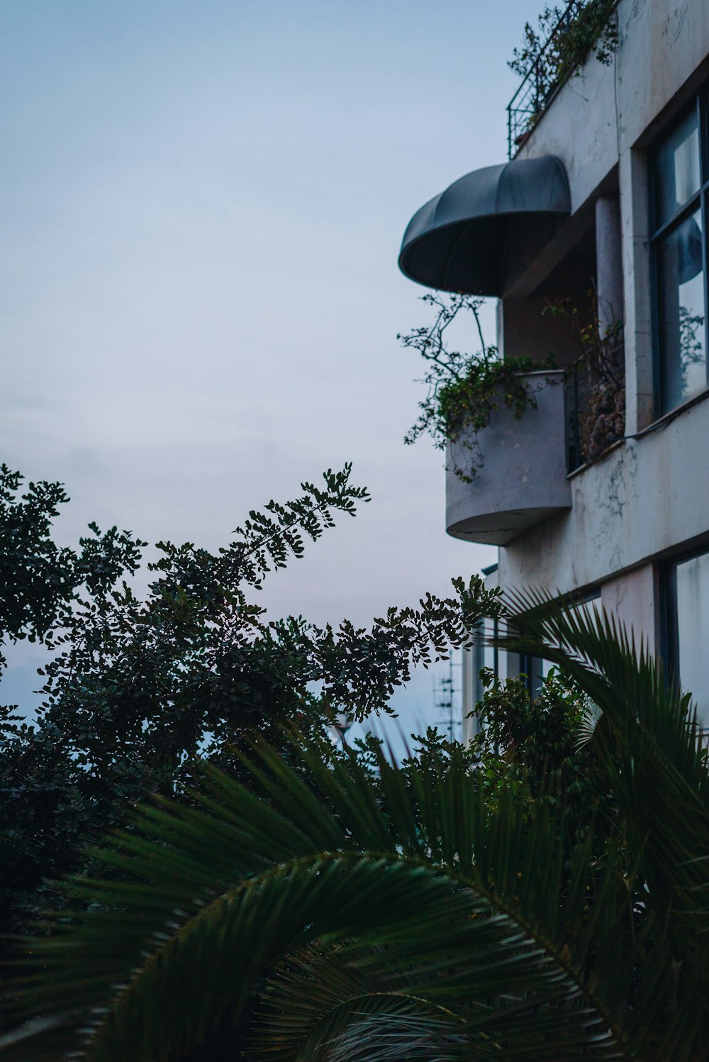 a view of a building with a plant growing out of it