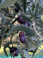 Dark purple olives hang from a branch surrounded by slender green leaves. The sunlight filters through the foliage, casting gentle shadows and highlights on the olives, enhancing their glossy texture.
