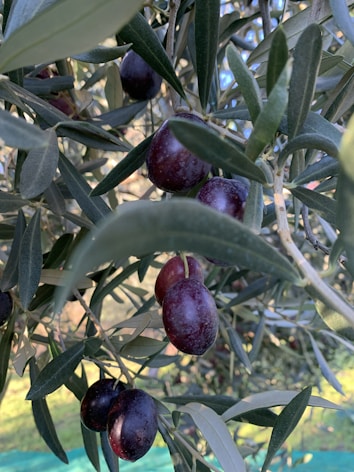 Dark purple olives hang from a branch surrounded by slender green leaves. The sunlight filters through the foliage, casting gentle shadows and highlights on the olives, enhancing their glossy texture.