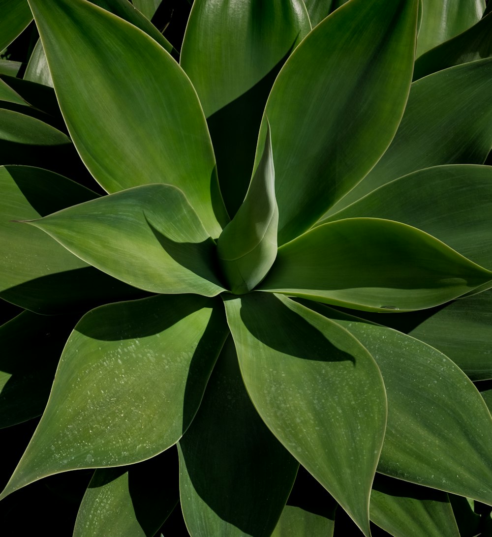 Un primer plano de una planta verde con hojas