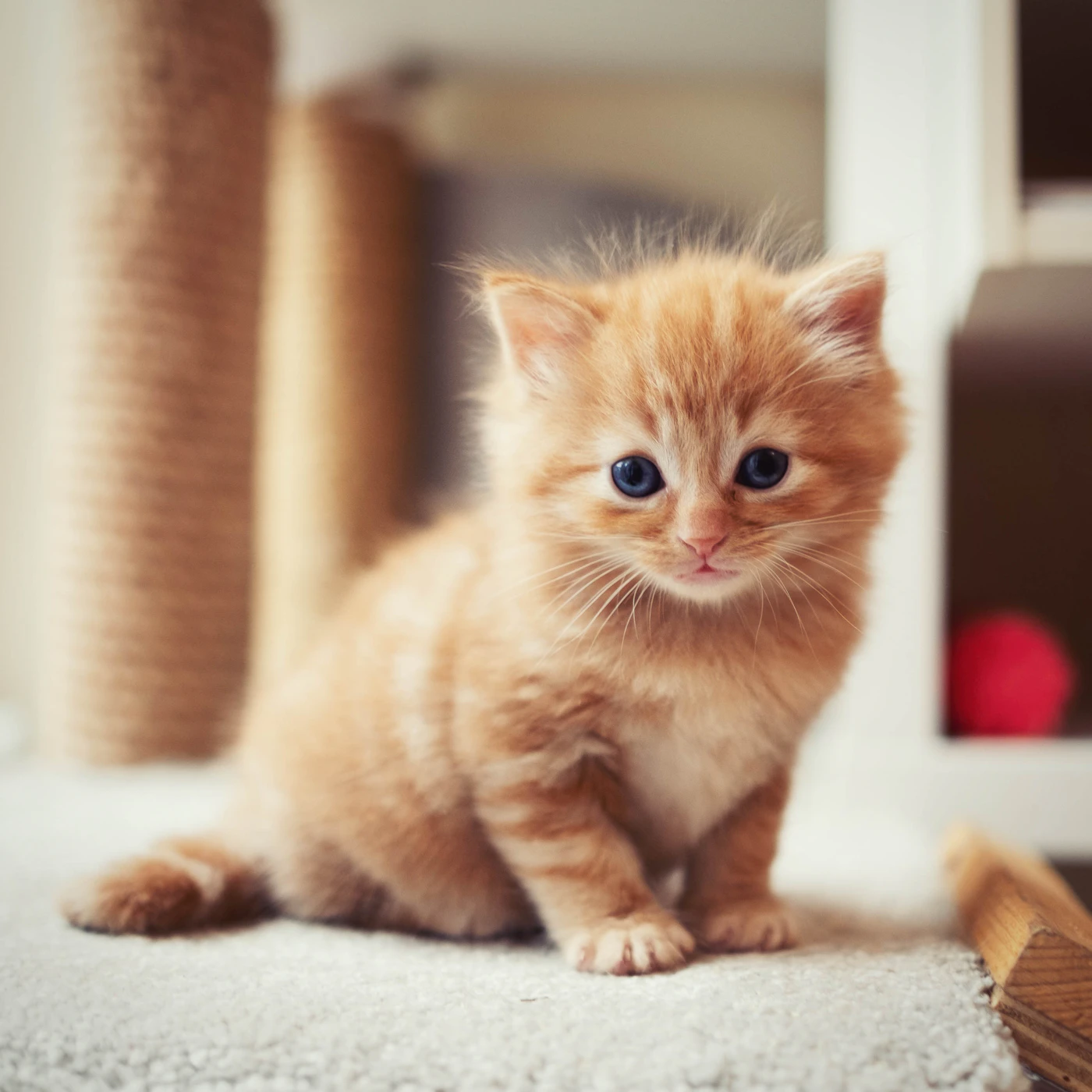 A small orange kitten sitting on the floor of its new home