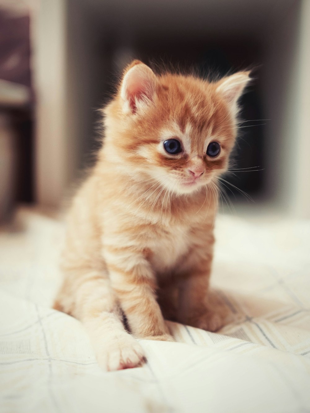 a small orange kitten sitting on top of a bed