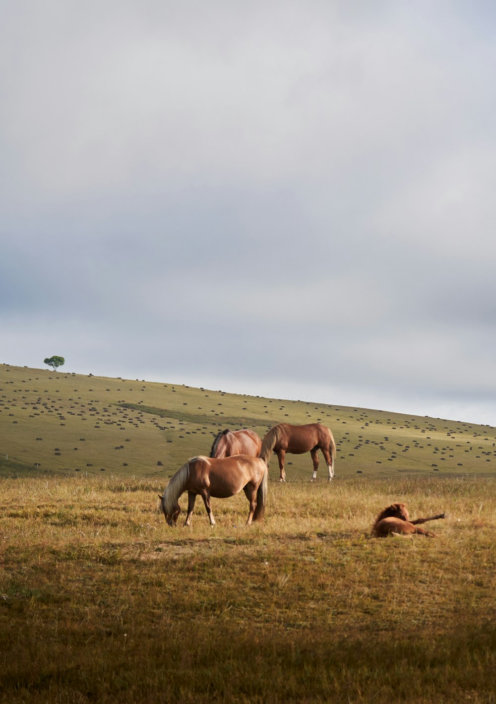 three horses graze in a grassy field on a cloudy day