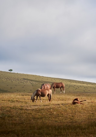 A peaceful rural landscape featuring a group of brown horses grazing and resting on a grassy hill under a cloudy sky. The hill is dotted with small bushes or rocks, and a solitary tree is visible in the distance.