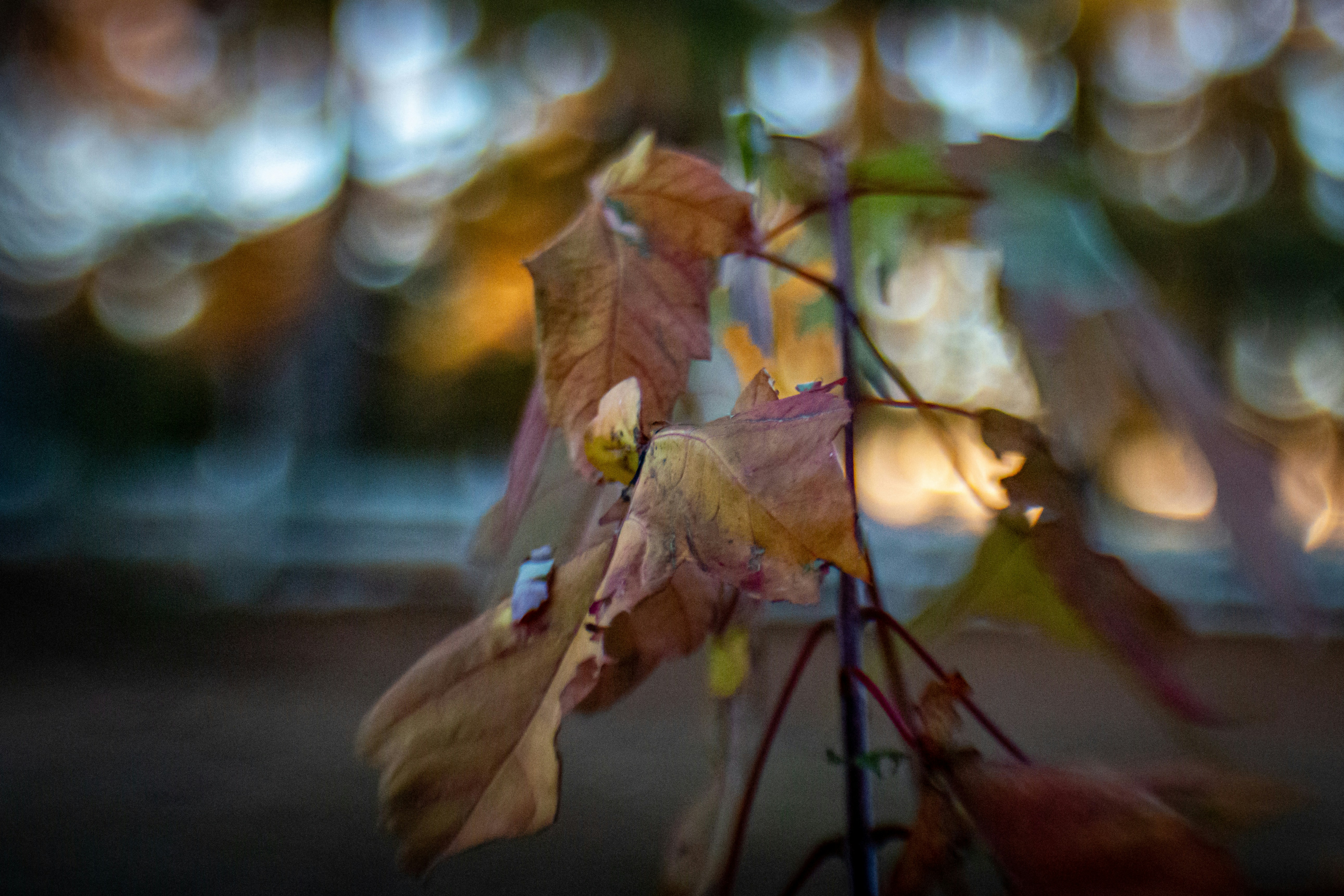 fall leaves yard