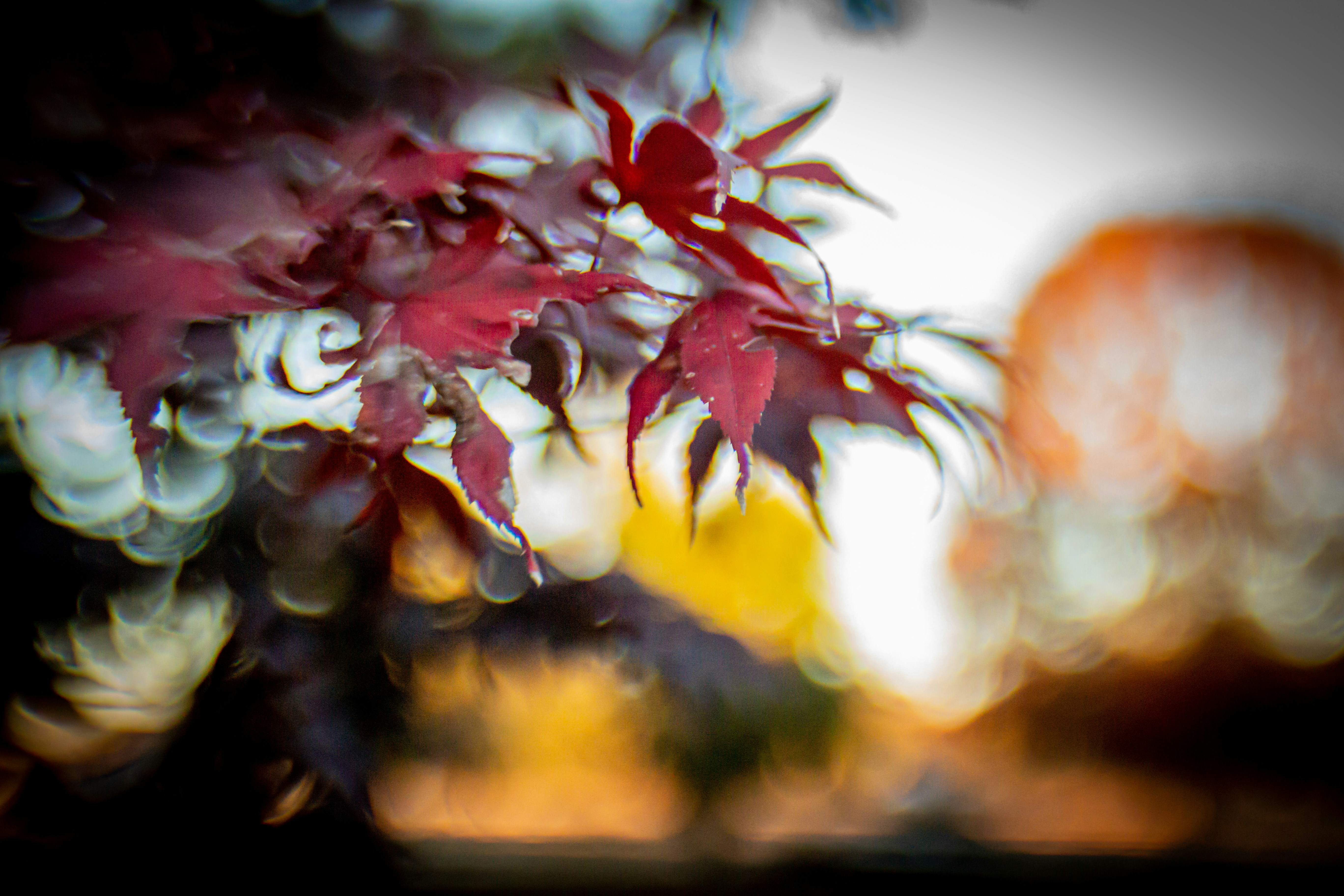 a blurry photo of a tree with red leaves