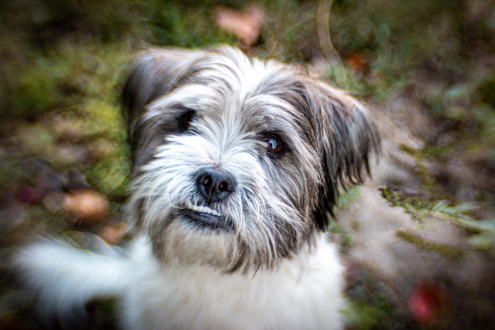 a close up of a dog looking at the camera