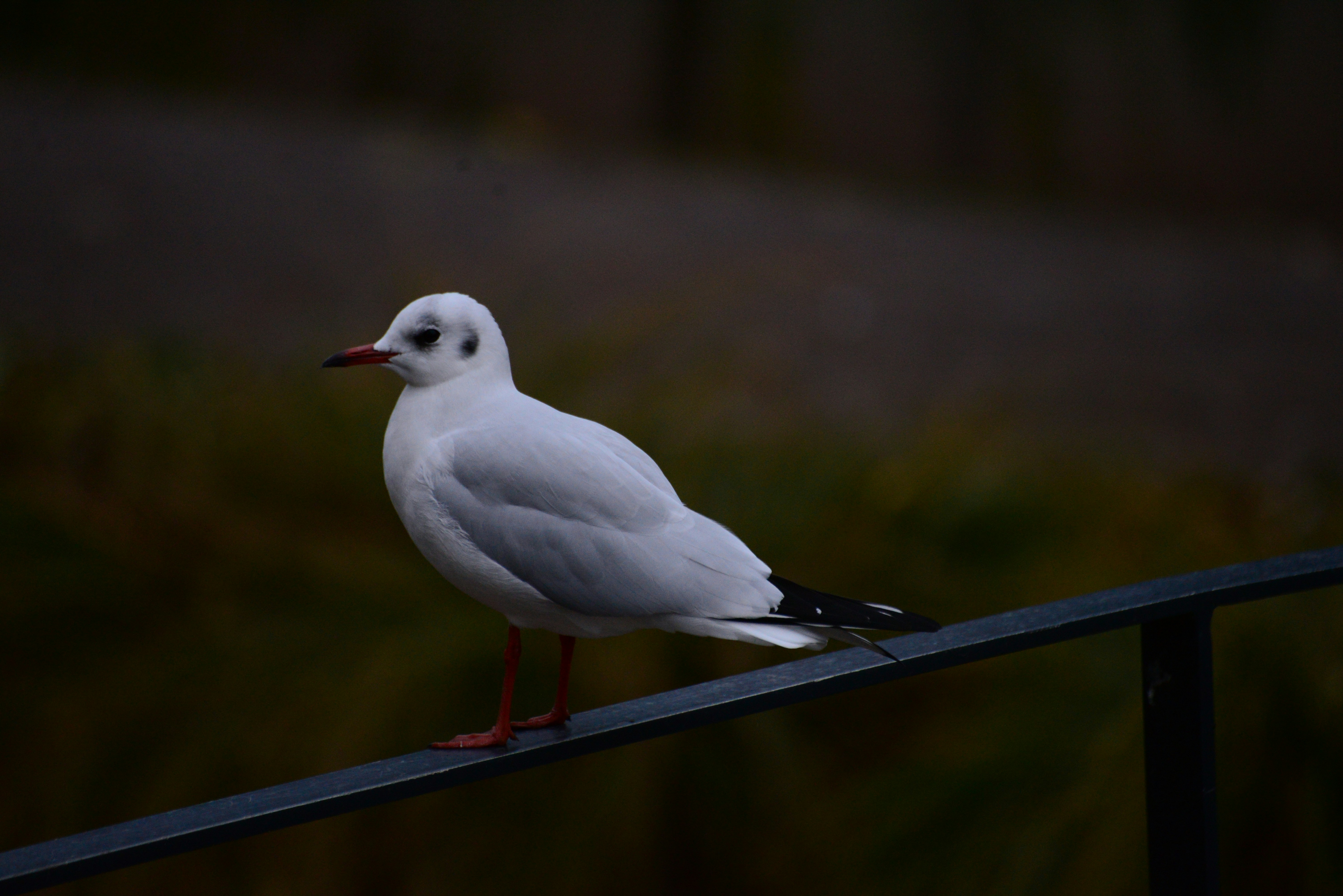 Photo by annarekstad