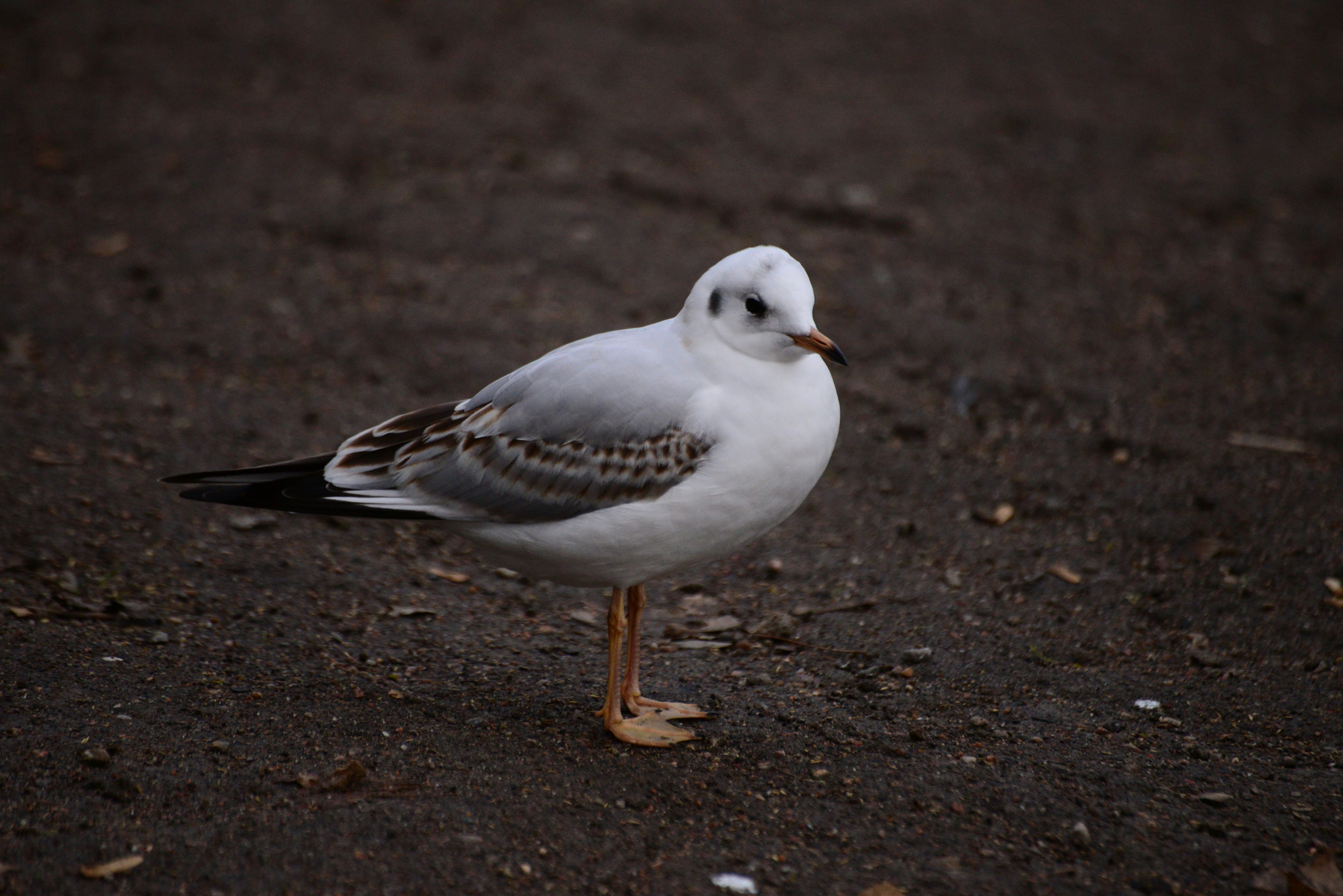 Photo by annarekstad